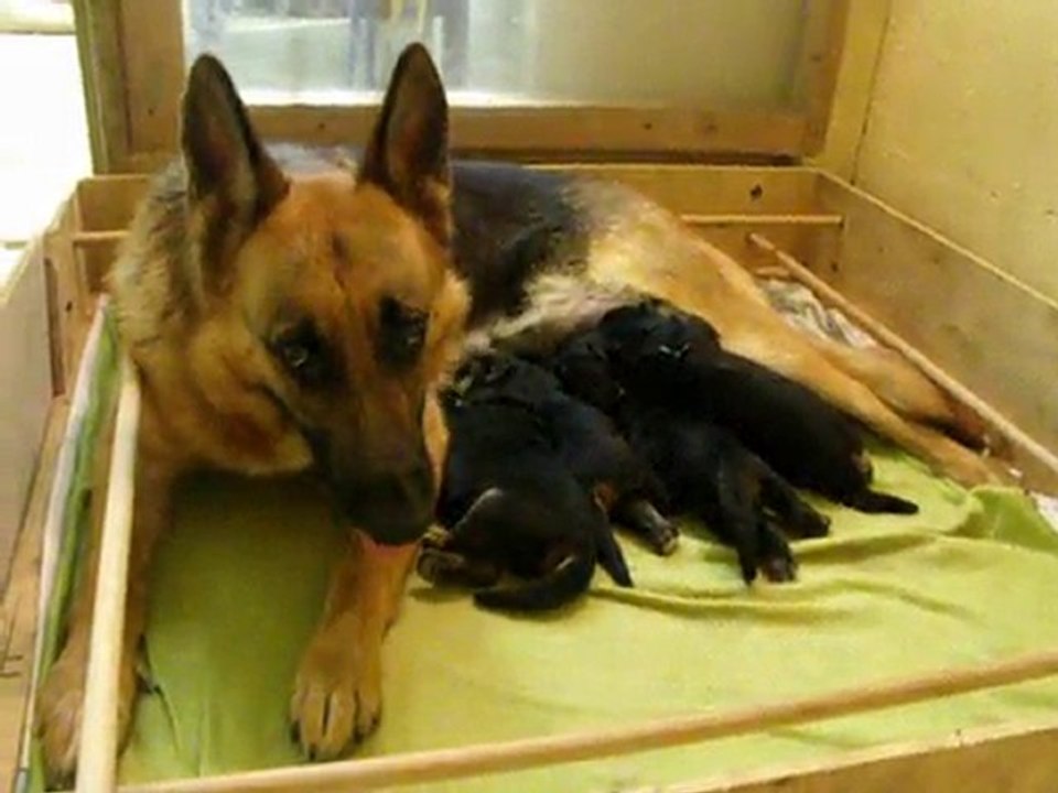 11 juin 2010 chiots de bellis suite 2