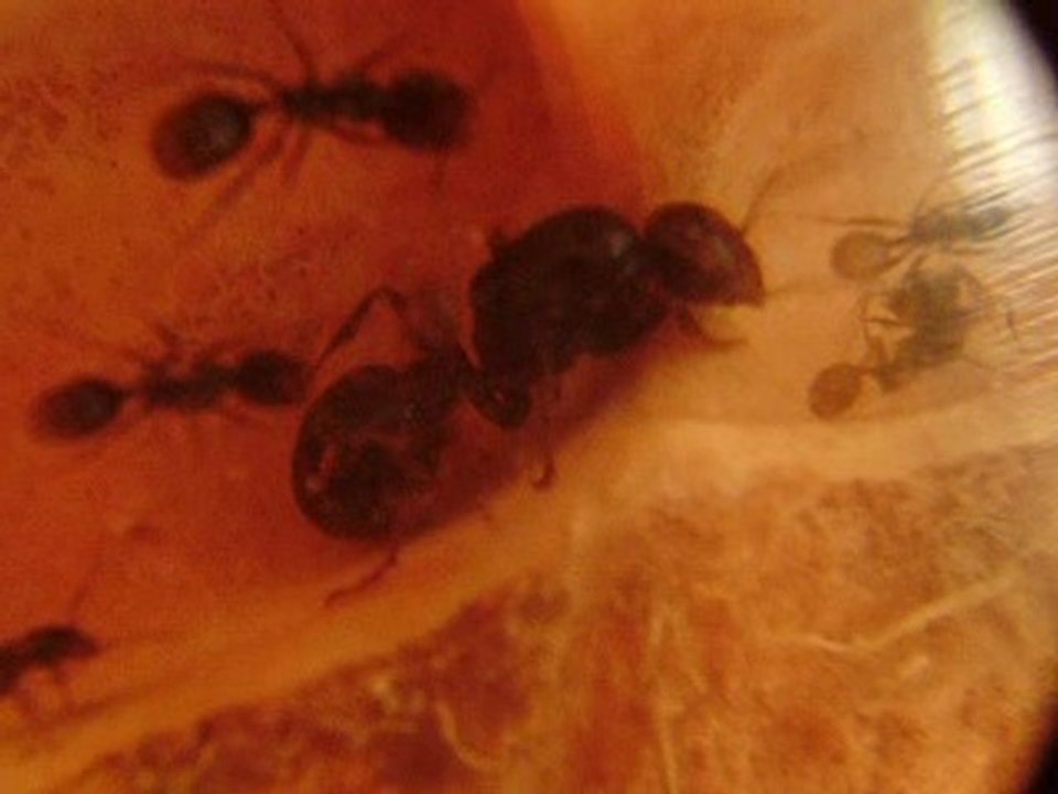 La reine n'aime pas les photos