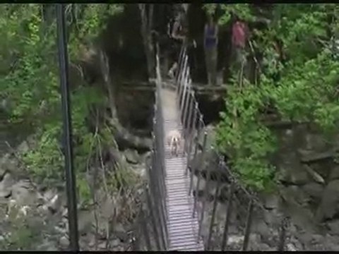 Mi chien mi mouton - Lame de Facibelle (Digne les bains)