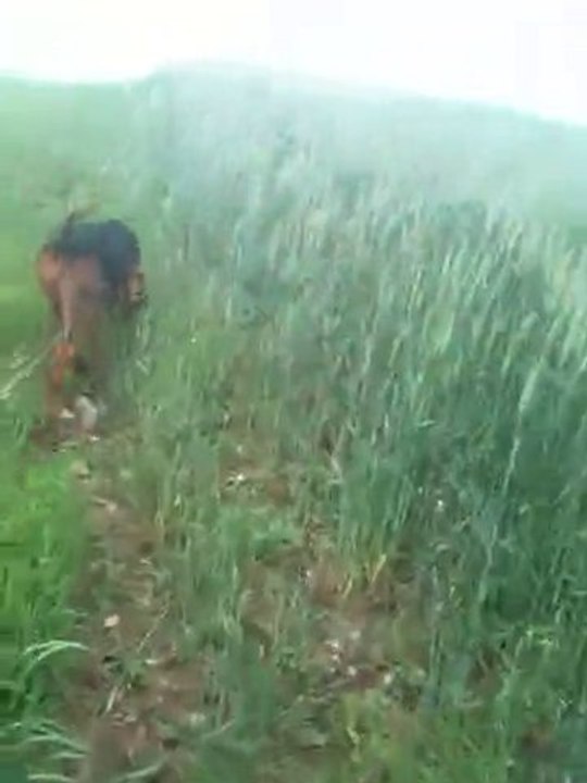 SAM sur des piedsde 48h en plein vent du sud au mois de juin