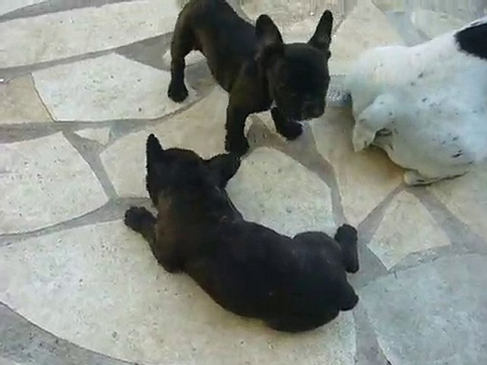 chiot bouledogue français
