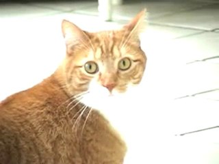 Опасный кот