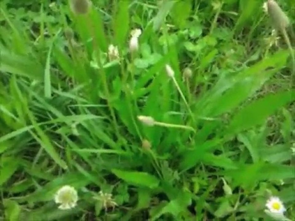 Sbec Labs - Trouver un trèfle à quatre (4) feuilles