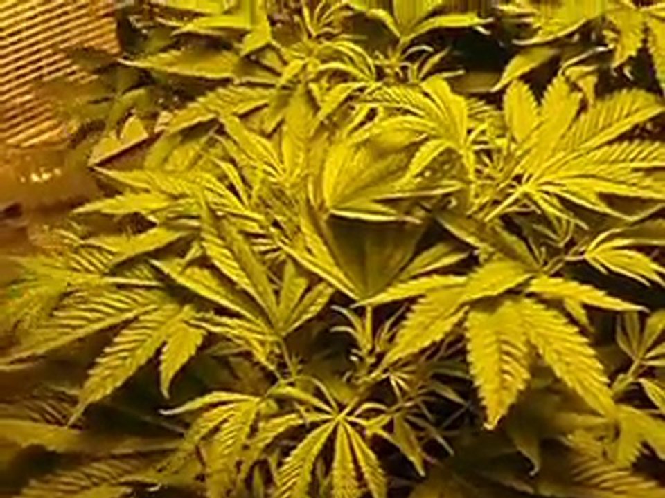Watch Video - DWC system setup