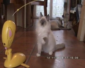 Ebène et le panic mouse