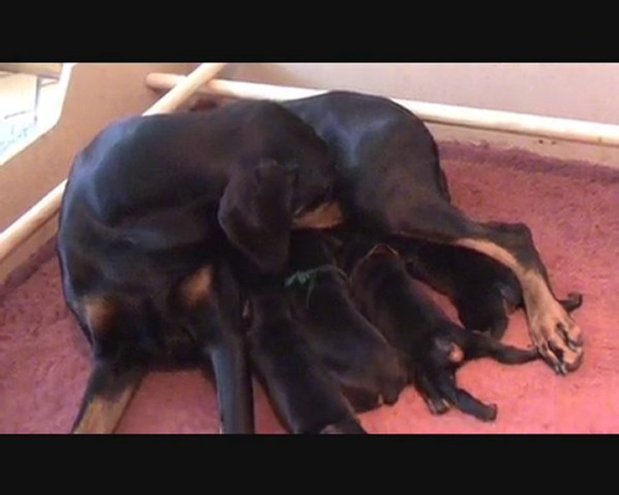 BROADWAY et ses bébés de 9 jours.