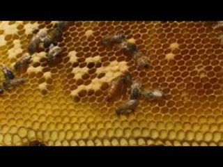 Le Titanic Apicole  Terreur Pesticide 08