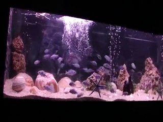 Cyrtocara moorii (Yunus Cichlid)2