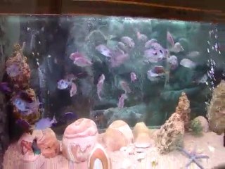 Cyrtocara moorii (Yunus Cichlid)3