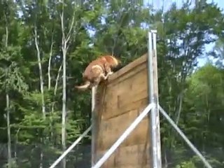 Vulcain du Royaume d'Héraclès