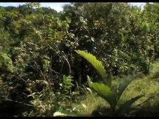 Cannibals Welcome to the Jungle