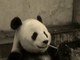 Pandaworld: Panda Schwarz Weiss