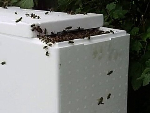 petit essaim abeilles 2010