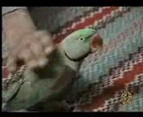 ببغاء يقرأ القرآن