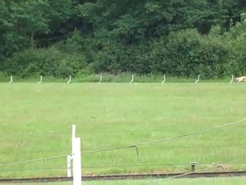 Aménophis en racing à Liverdy en Brie