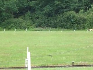 Aménophis en racing à Liverdy en Brie