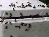 essaim abeilles 2010 suite