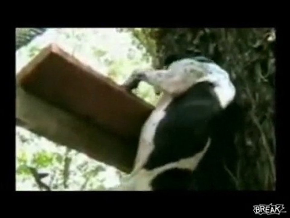 Amazing Spider-Dog Climbs Tree Video