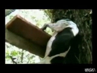 Amazing Spider-Dog Climbs Tree Video