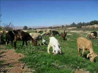 الجوانب الايجابية والسلبية في بيئة الرشيدية