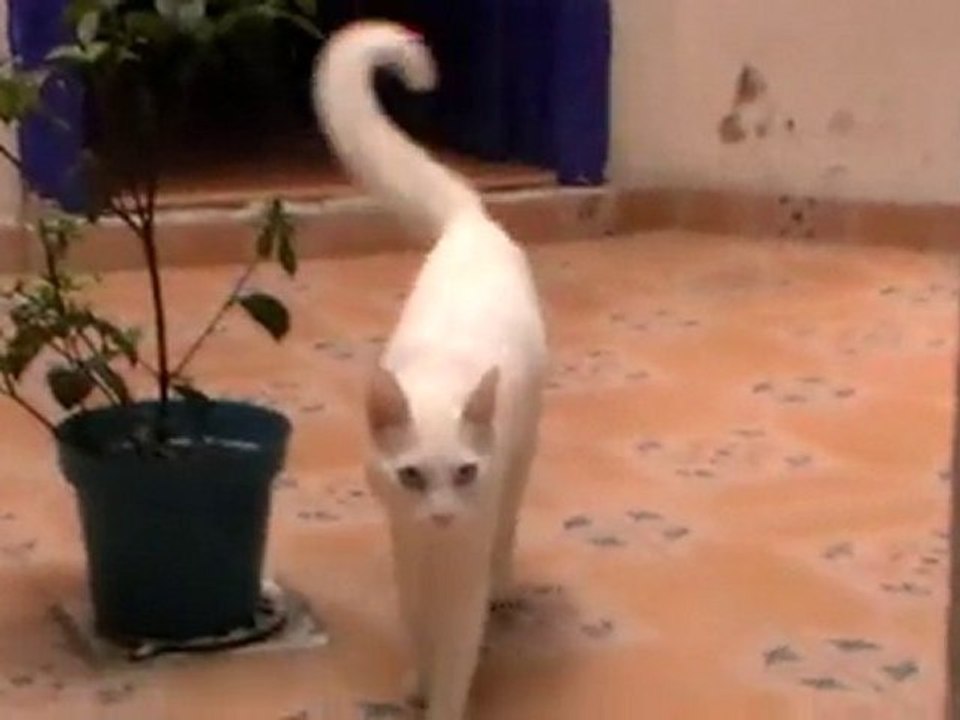 3 gatitos vol. 2