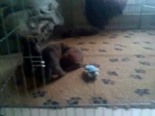 les premiers pas des BB vers la sortie......