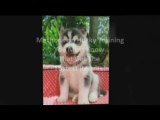 Siberian Husky Dog Training - How to Train a Siberian Husky