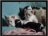 Les 13 petits chatons de 34 à 41 jours