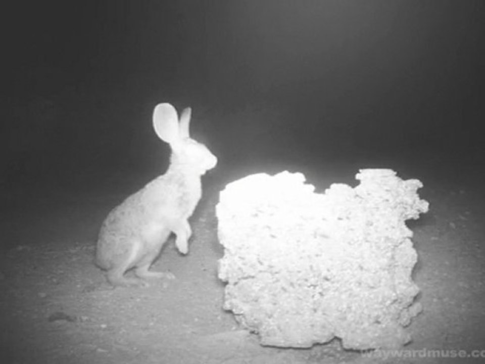 Lagomorphs of Darkness