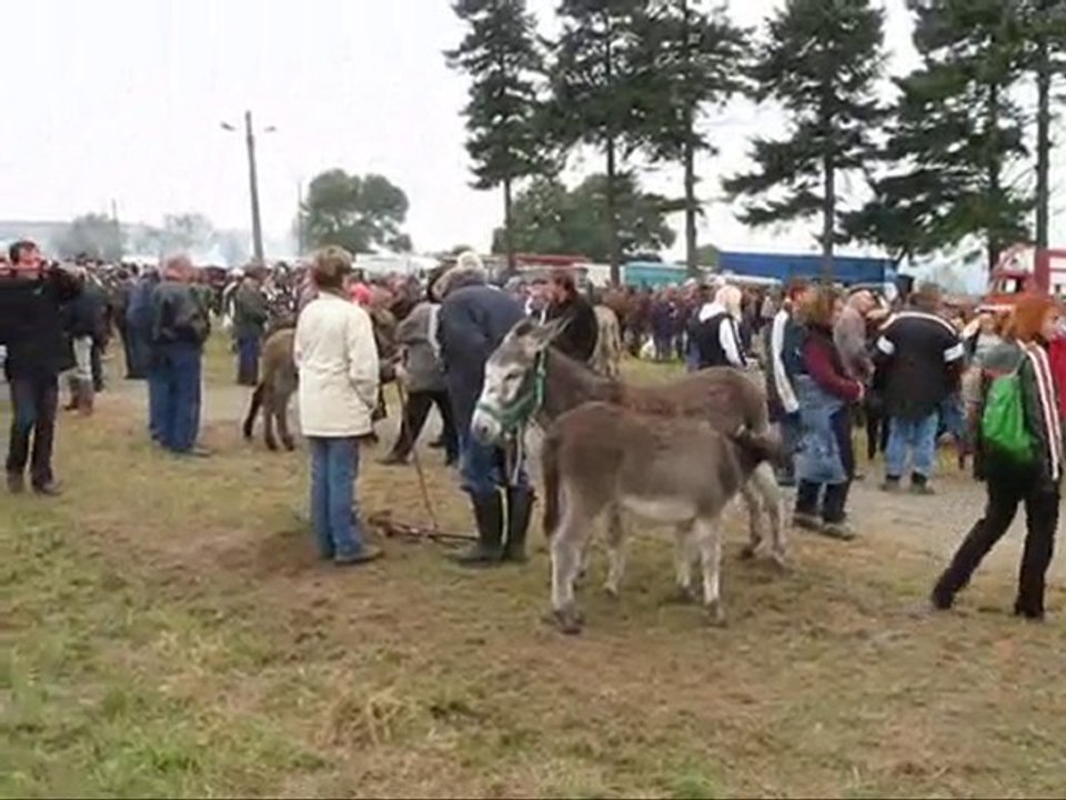 The farmer market Saint Luc