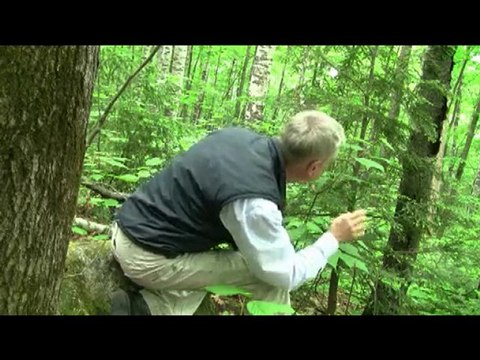 Mauricie (Québec / Canada)