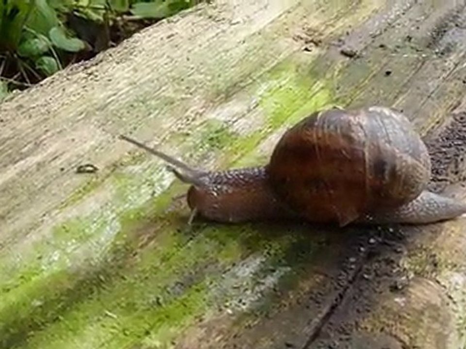 Course Escargots 1-661