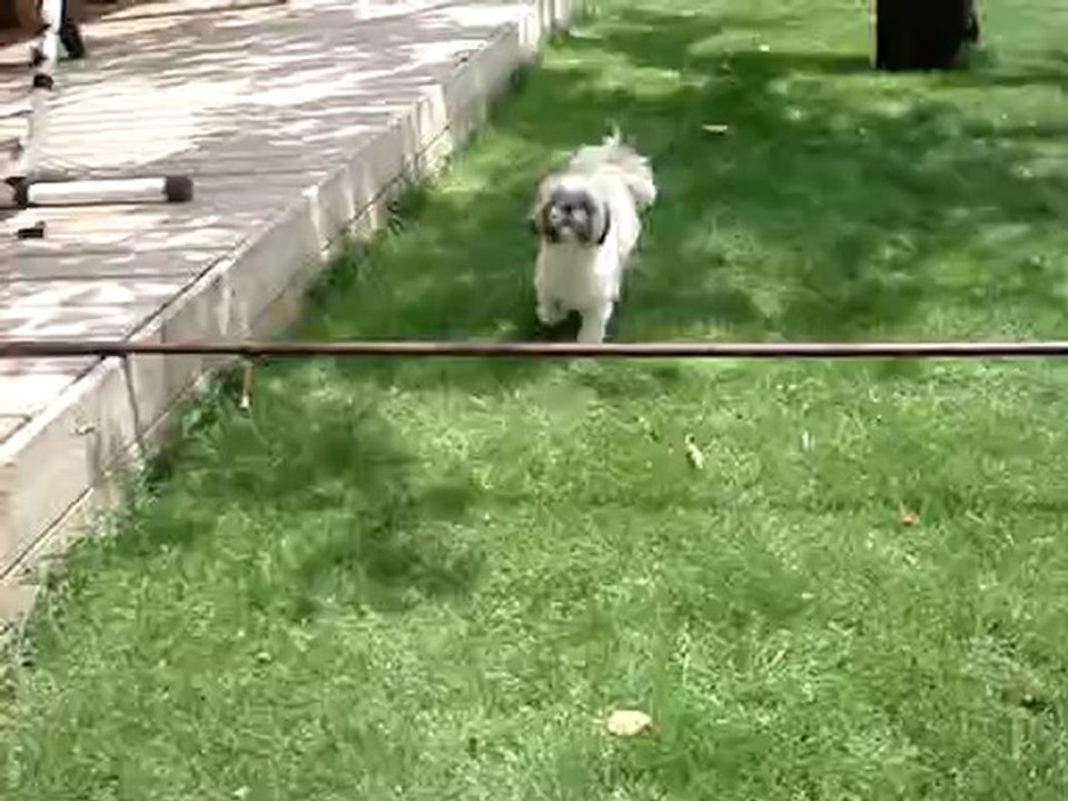 Ella saut d'obstacle