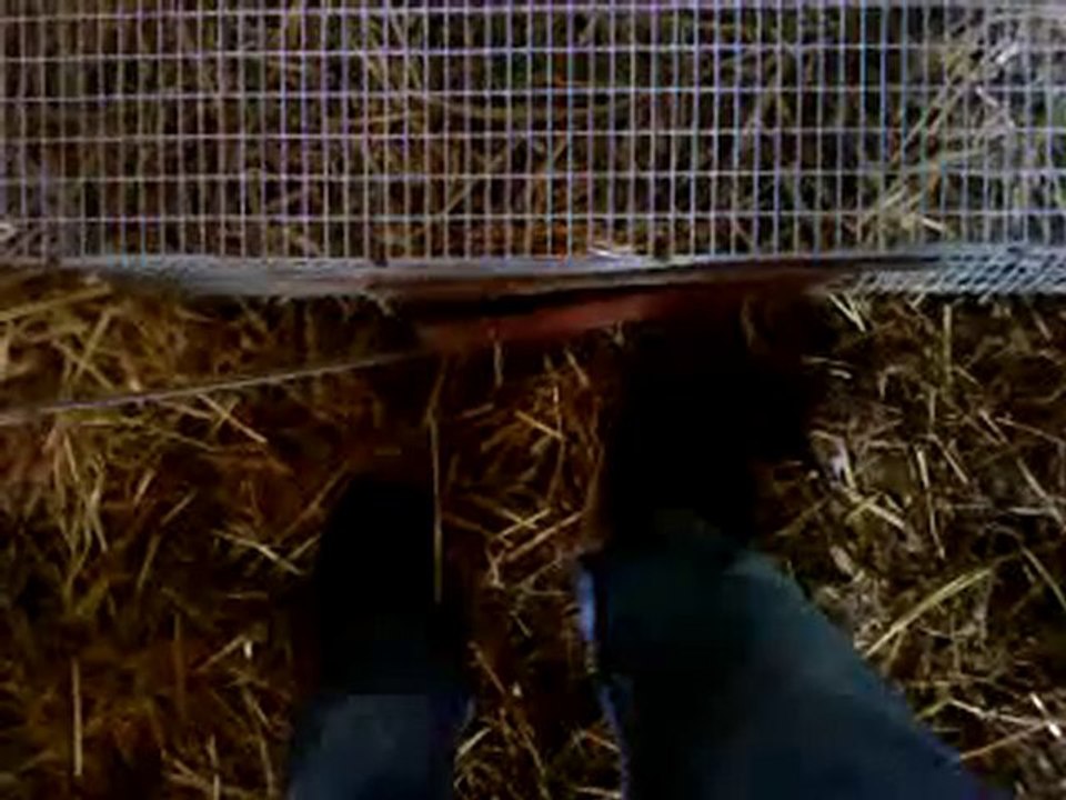 le lapin