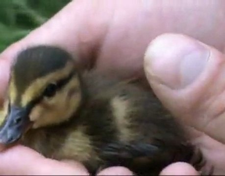 Yann André présente: respect fusionnelle de la nature !