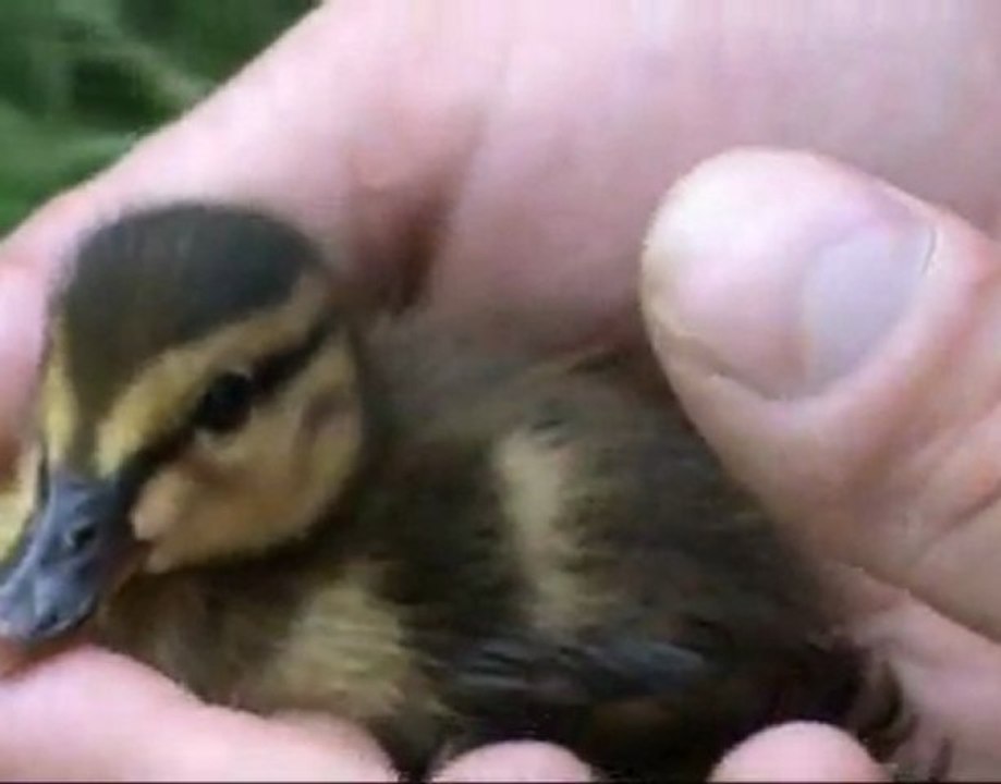 Yann André présente: respect fusionnelle de la nature !