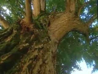 le Gingko biloba et ses bienfaits 5_5