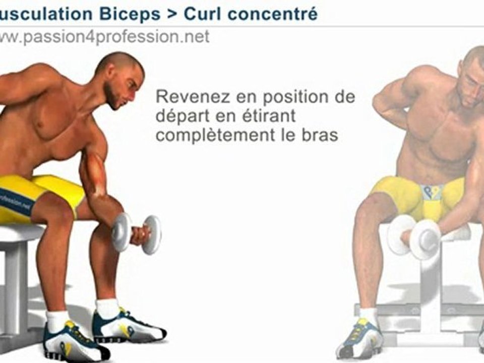 Curl concentré, biceps
