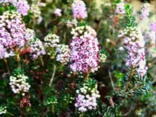 Flores para amaneceres