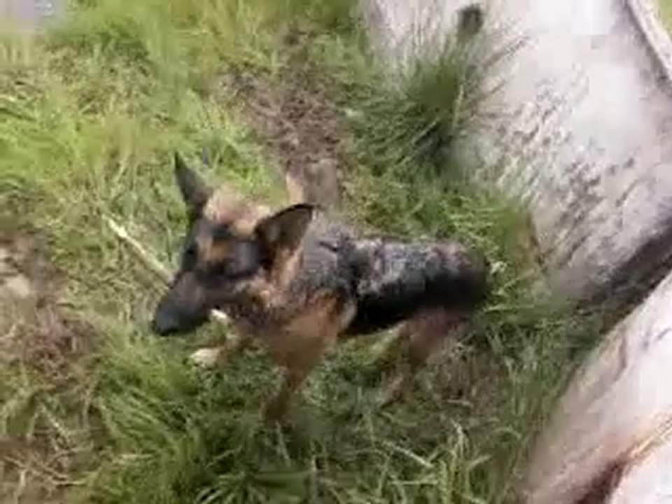 mn chien