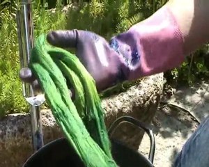 Teinture de laine à l'indigo