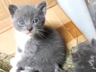 Les p'tits écureuils cendrés 7/10