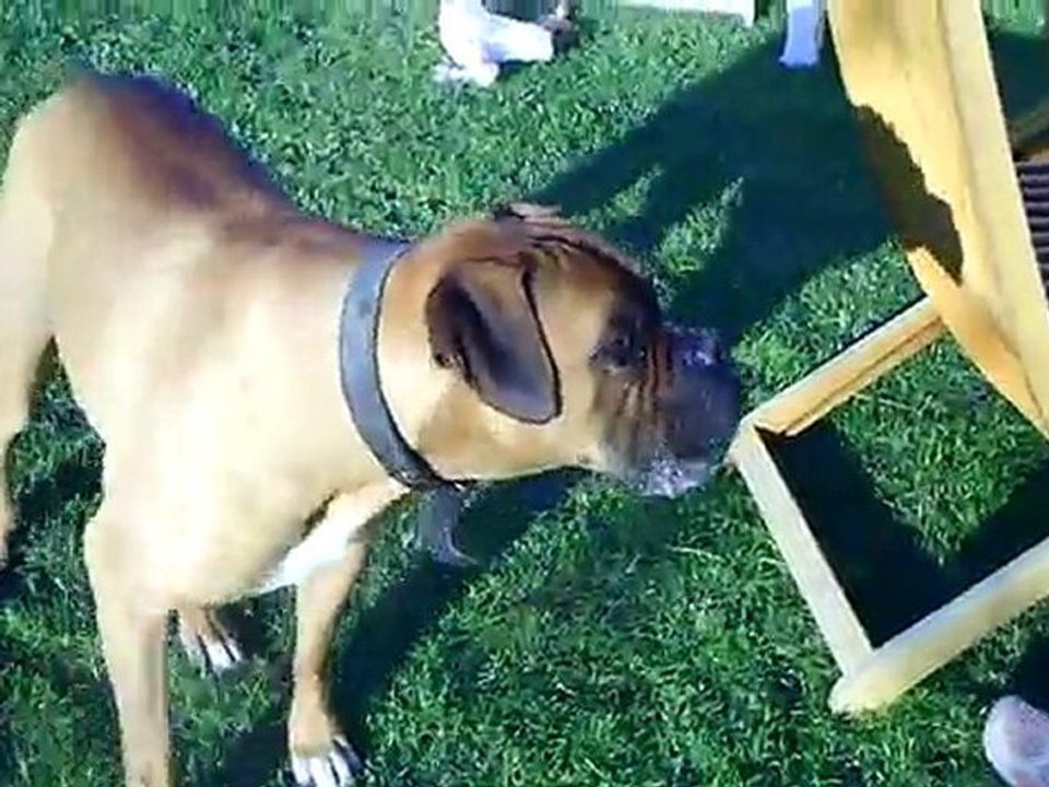 vasco un boxer fou de cerises