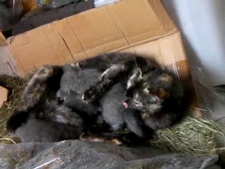 Les p'tits écureuils cendrés 9/10