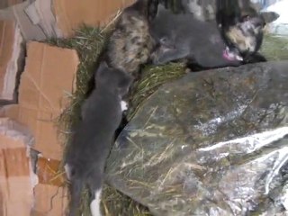 Les p'tits écureuils cendrés 10/10