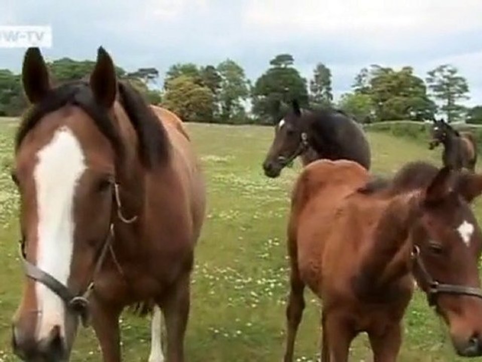Abandoned horses in Ireland | Video of the day