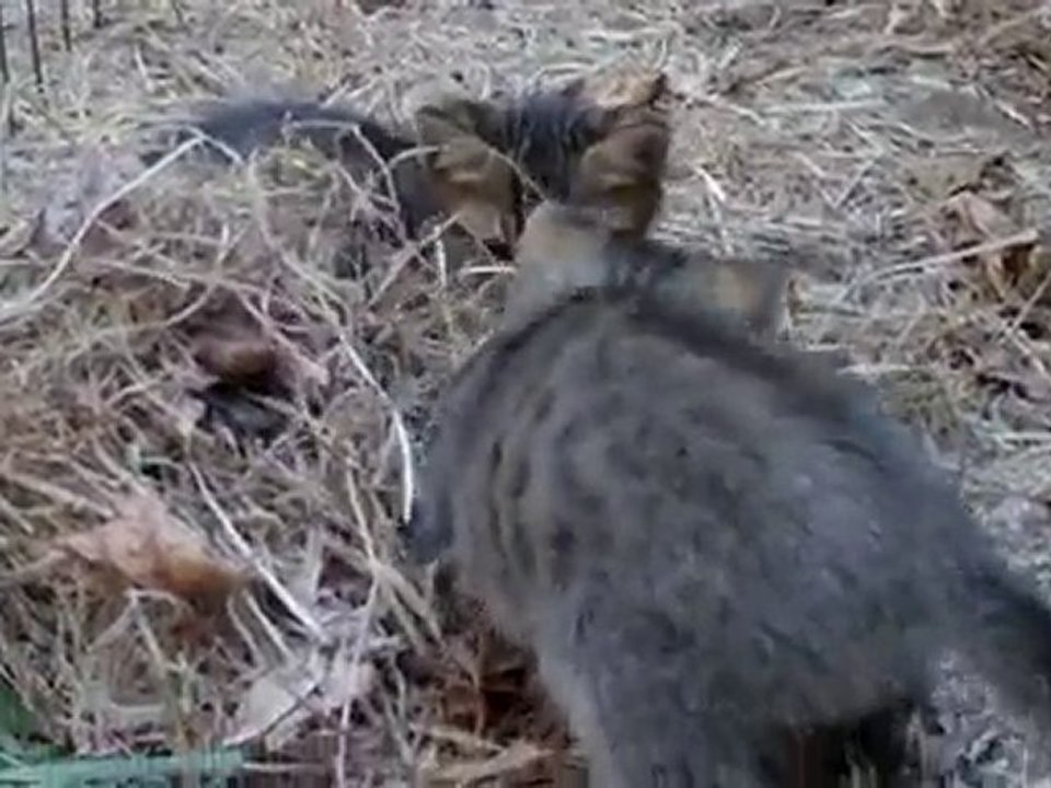 My kittens are in RISK!!!