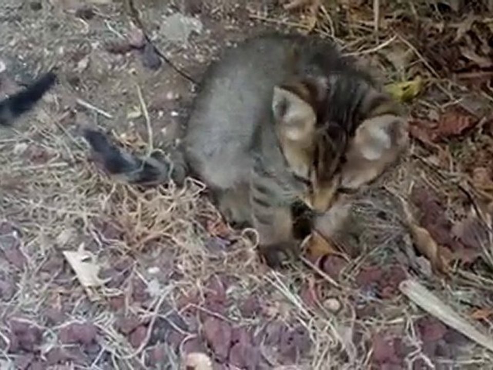 They REALLY needs your HELP!