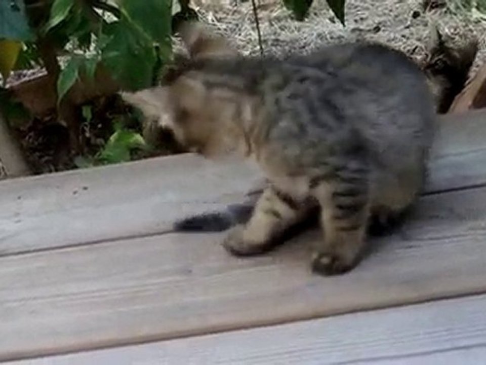 OMG they are so cute!!!