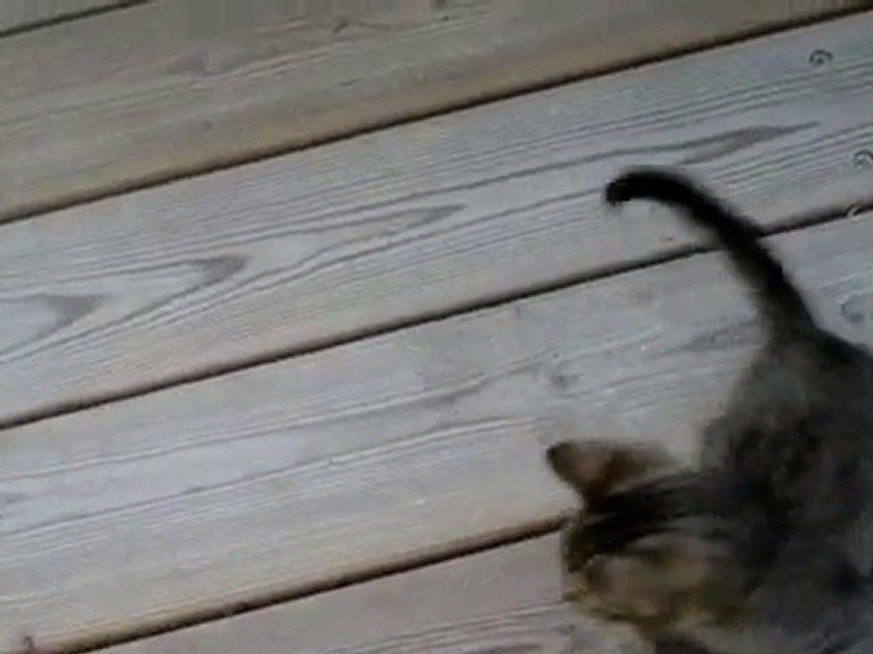 those cute kittens are going to be KICKED OUT!!